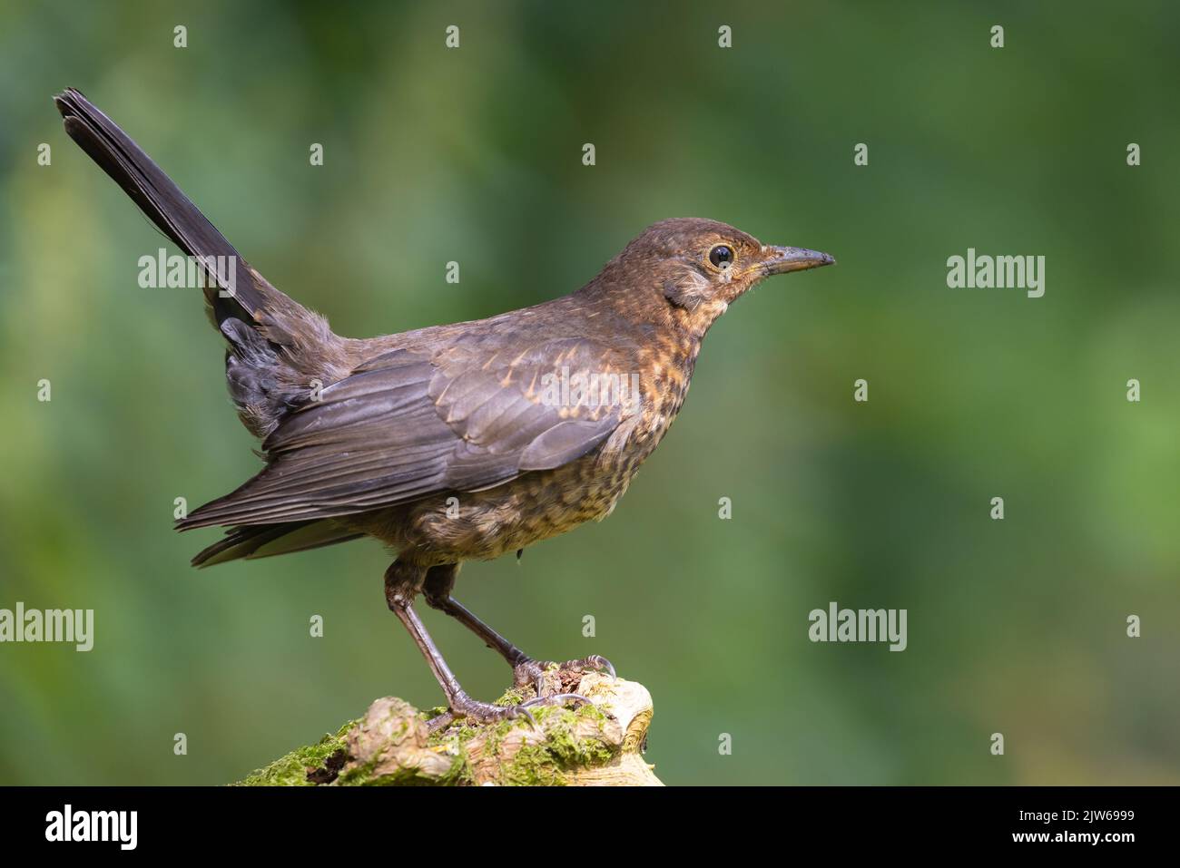 Jeune Blackbird [ Turdus merula ] sur le vieux poste avec la queue érigée Banque D'Images