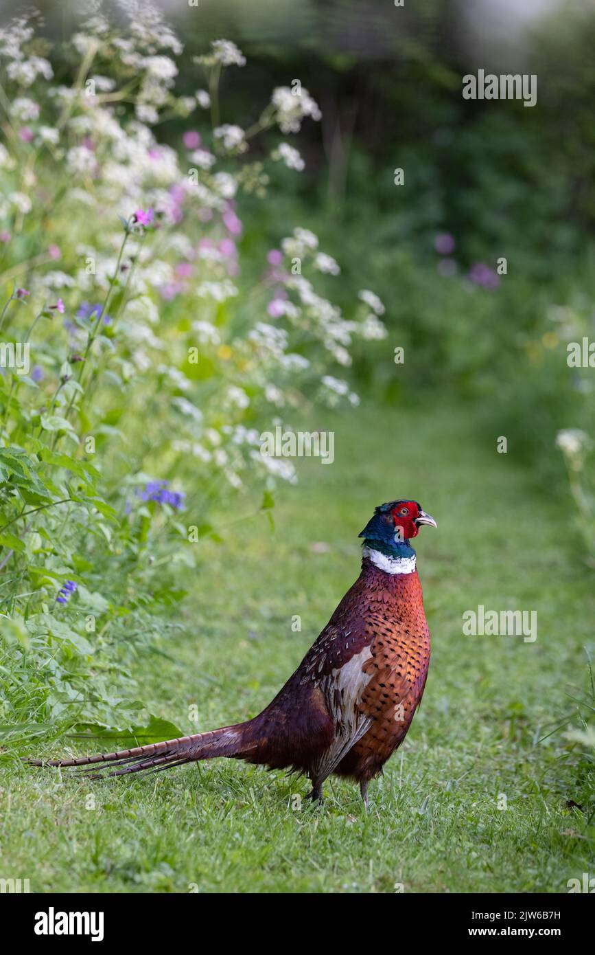 Pheasant mâle [ Phasianus colchicus ] sur un chemin par des fleurs sauvages Banque D'Images