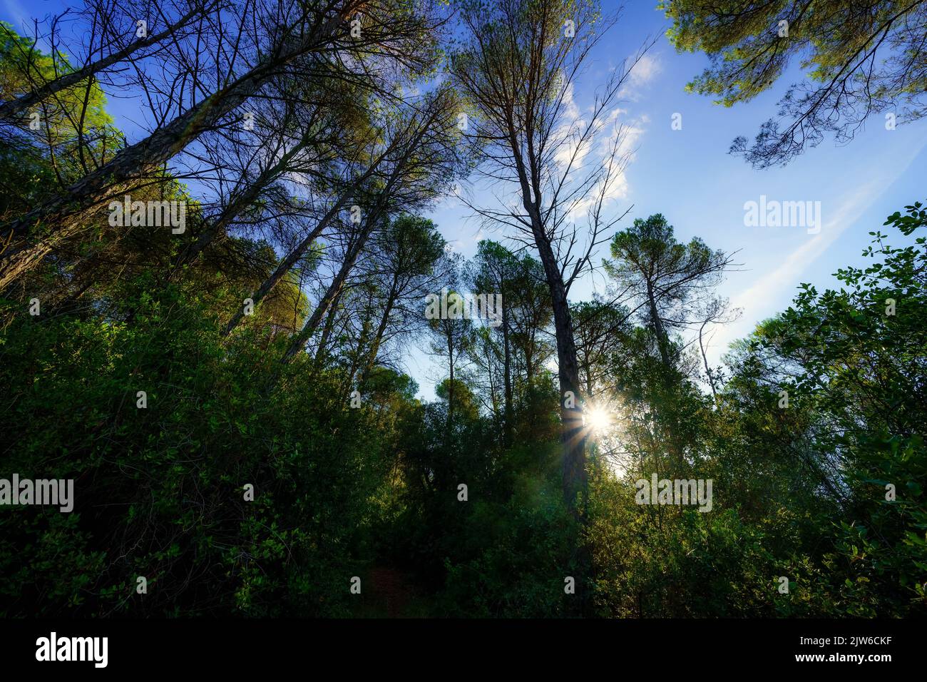 Arbres dans une forêt feuillue et rayons du soleil qui traversent les branches des arbres. Banque D'Images