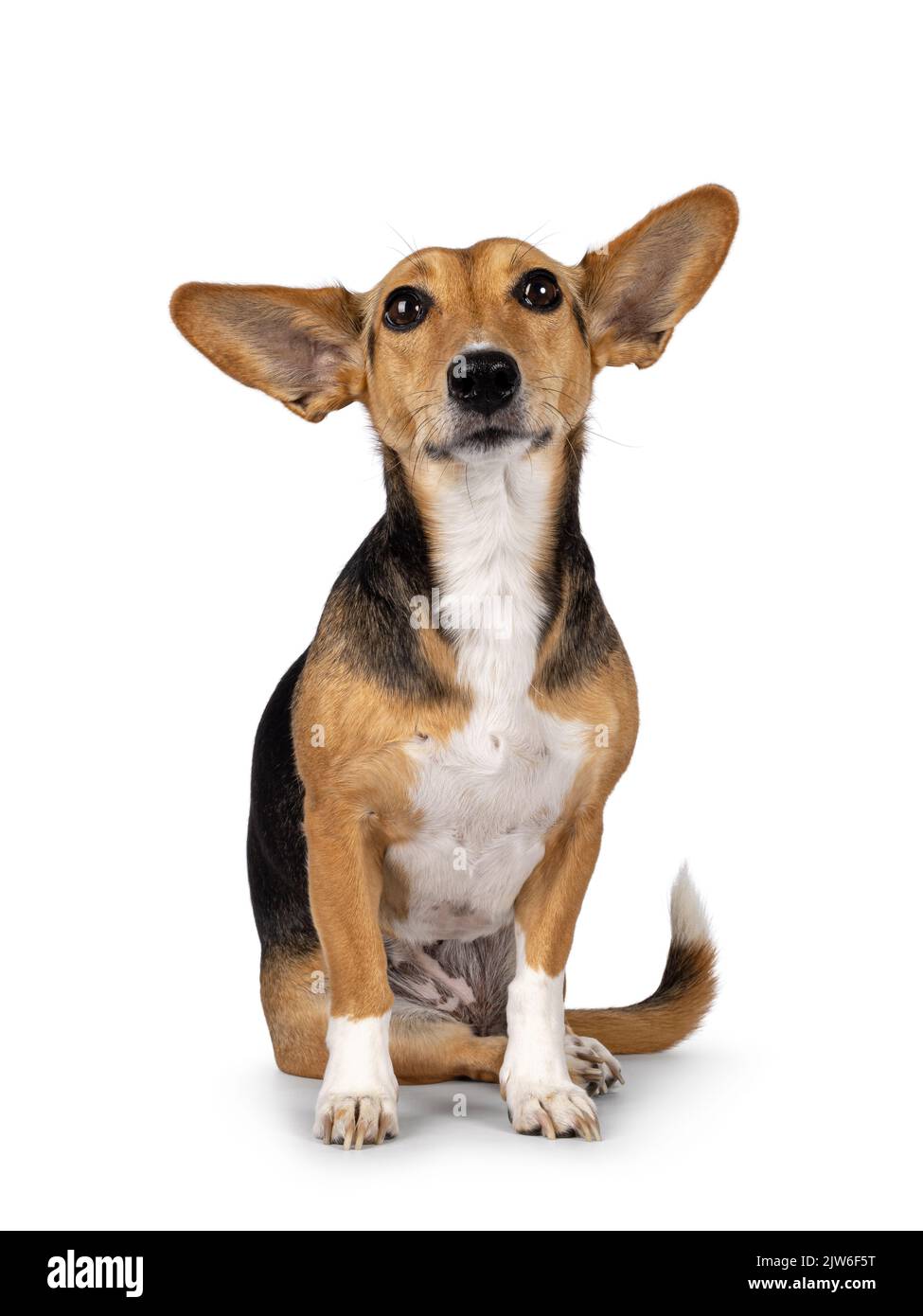 Chien non-race sur fond blanc Banque D'Images
