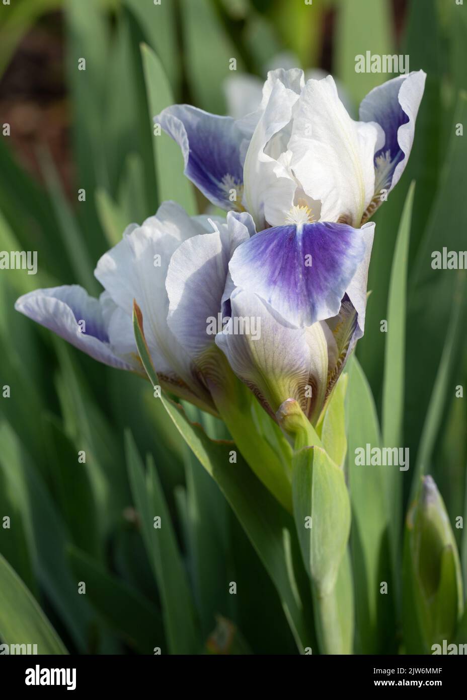 Iris allemand (Iris barbata-nana), gros plan de la tête de fleur Banque D'Images