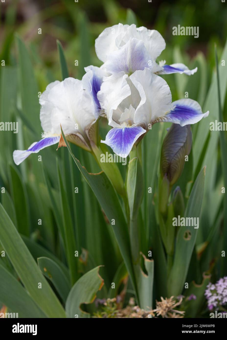 Iris allemand (Iris barbata-nana), gros plan de la tête de fleur Banque D'Images