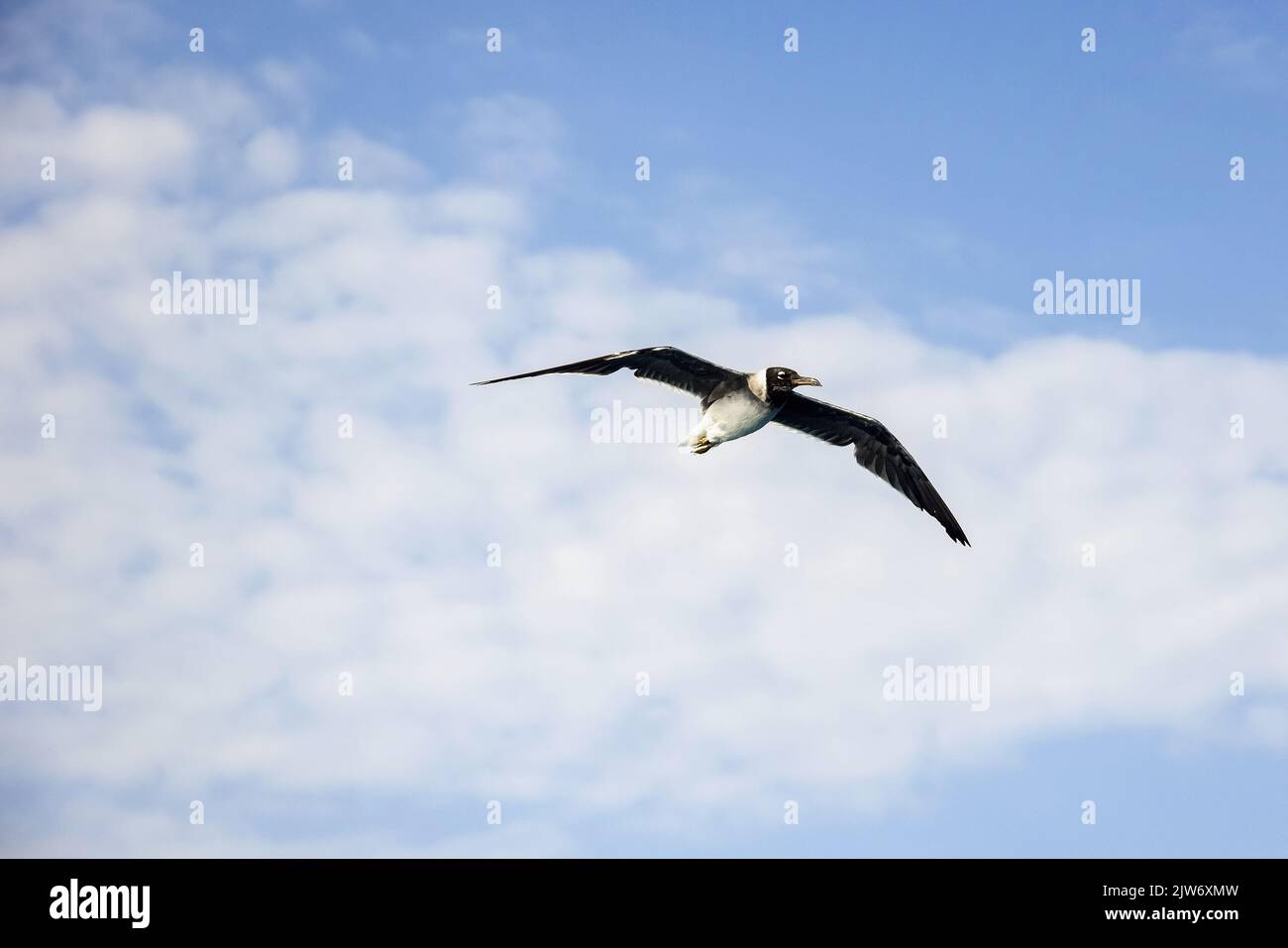 Un mouette vole dans un ciel bleu avec des nuages, la liberté dans la nature. Thème animal, faune. Copier l'espace. Mise au point sélective. Banque D'Images