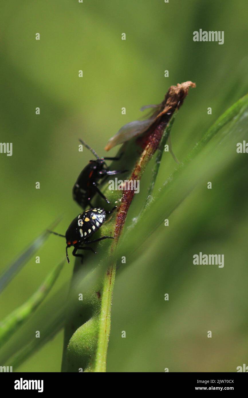 Gros plan vertical d'une Viridula de Nezara sur la plante Banque D'Images