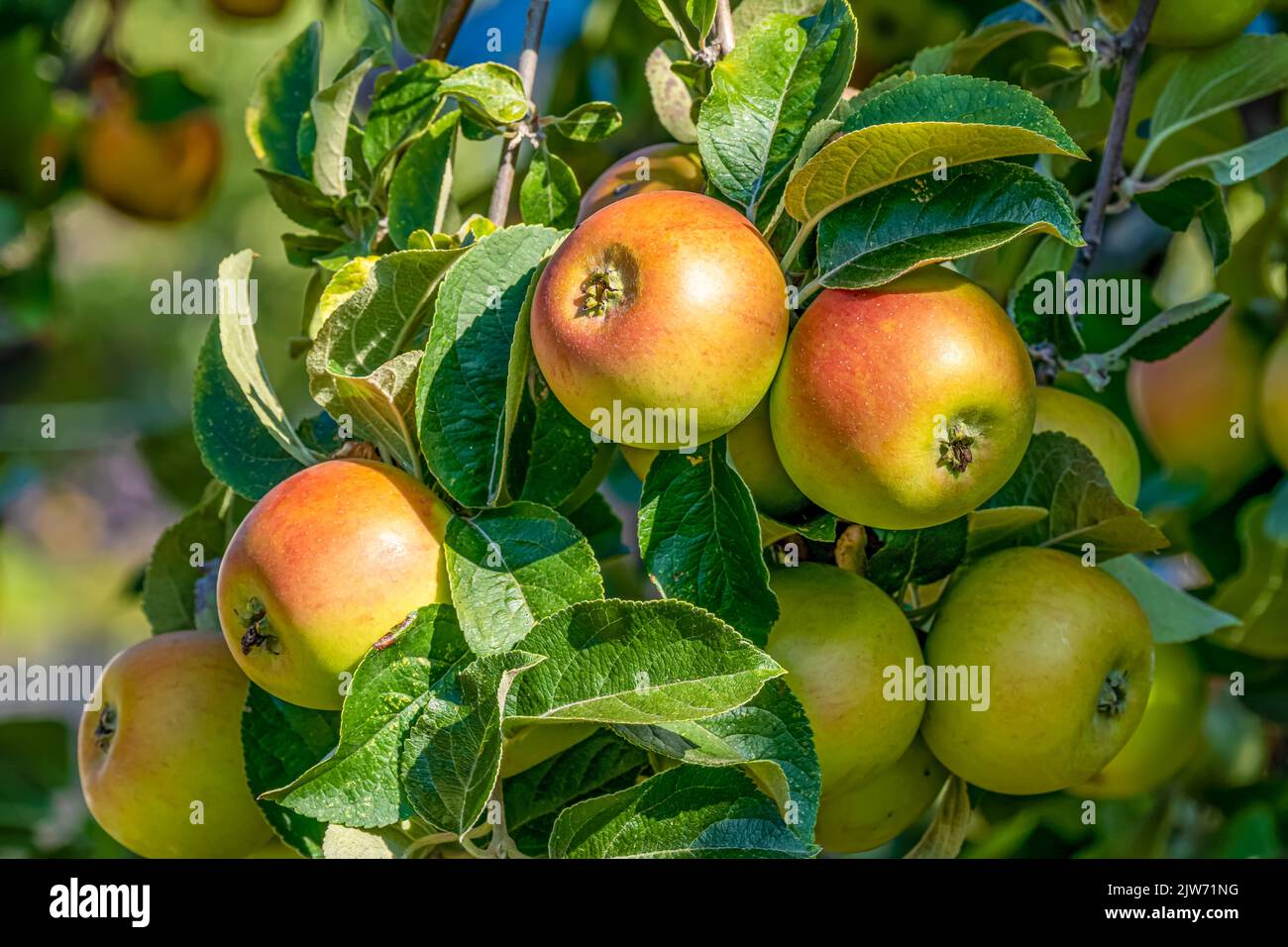 Roi des Pippins - Apple Banque D'Images