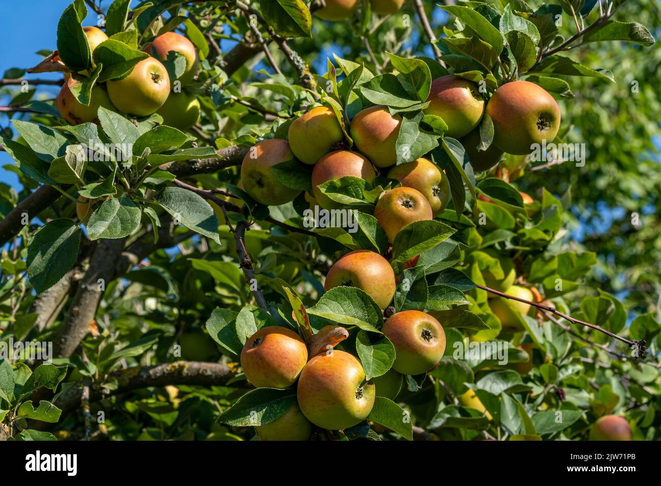 Roi des Pippins - Apple Banque D'Images