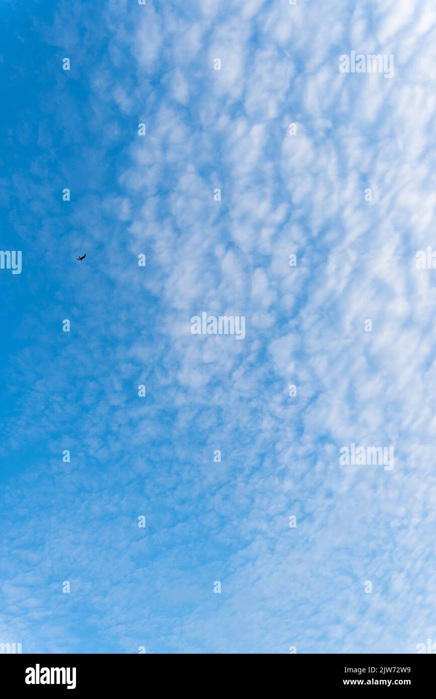 Silhouette d'oiseau unique planant contre le ciel bleu vif avec des nuages blancs tortueux dans le Dorset Banque D'Images