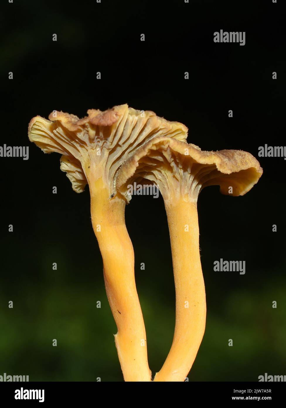 Yellowfoot chantarelles Craterellus tubaeformis dans une forêt Banque D'Images