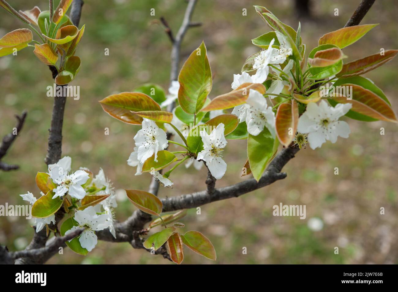 Pyrus pyrifolia (Nashi) est un arbre fruitier appartenant à la famille des Rosacées. Banque D'Images