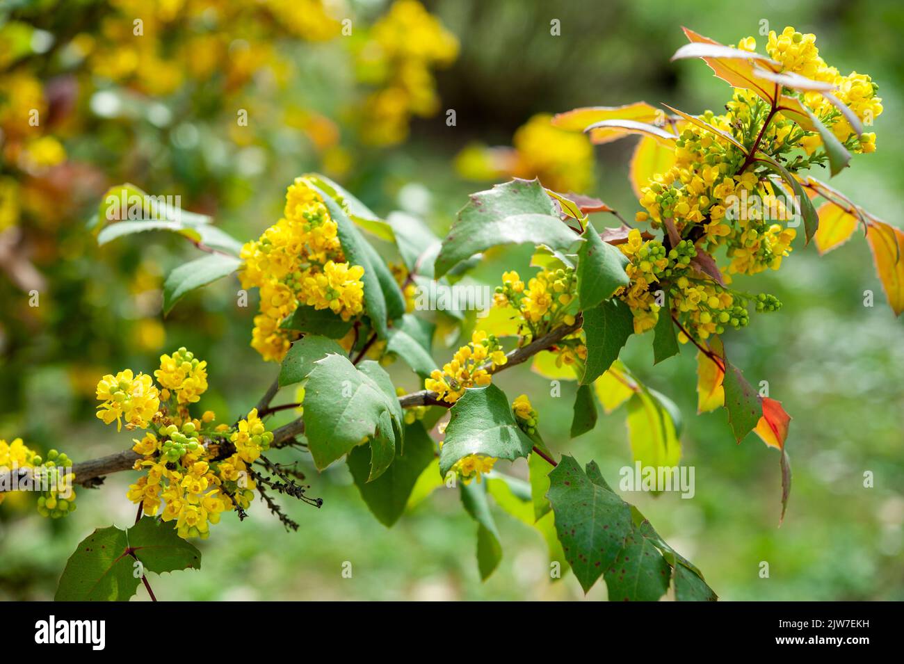 Mahonia est un genre d'environ 70 espèces d'arbustes à feuilles persistantes et, rarement, de petits arbres de la famille des beridaceae. Banque D'Images