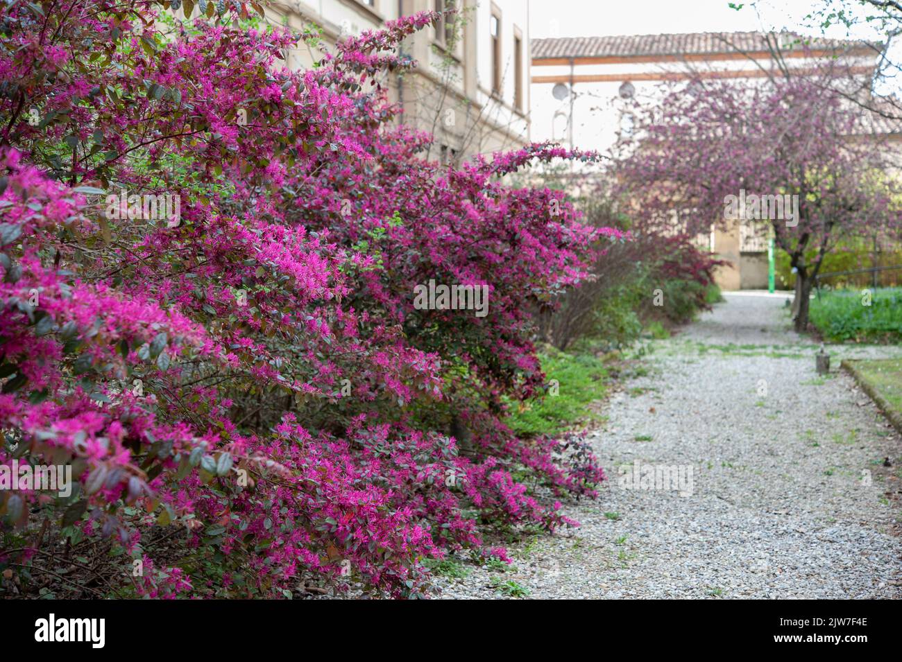 Loropetalum chinense est communément appelé fleur frange chinoise et fleur de sangle. Banque D'Images