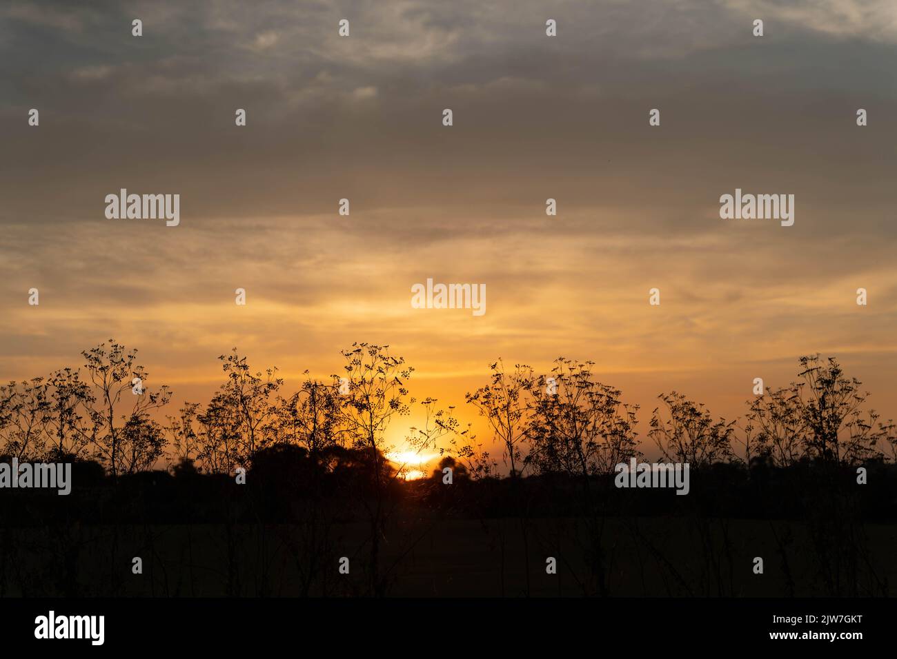 Spectaculaire coucher de soleil silhouettant des plantes de haies contre le ciel doré dans la campagne rurale du Dorset Banque D'Images