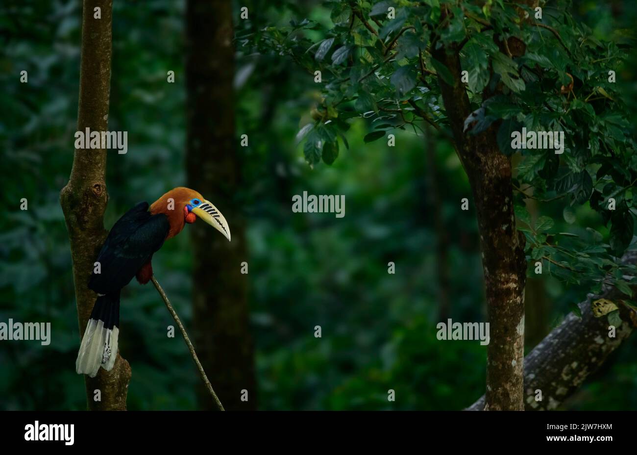 Un gros plan d'un charme à col rufeux perché sur une branche d'arbre Banque D'Images