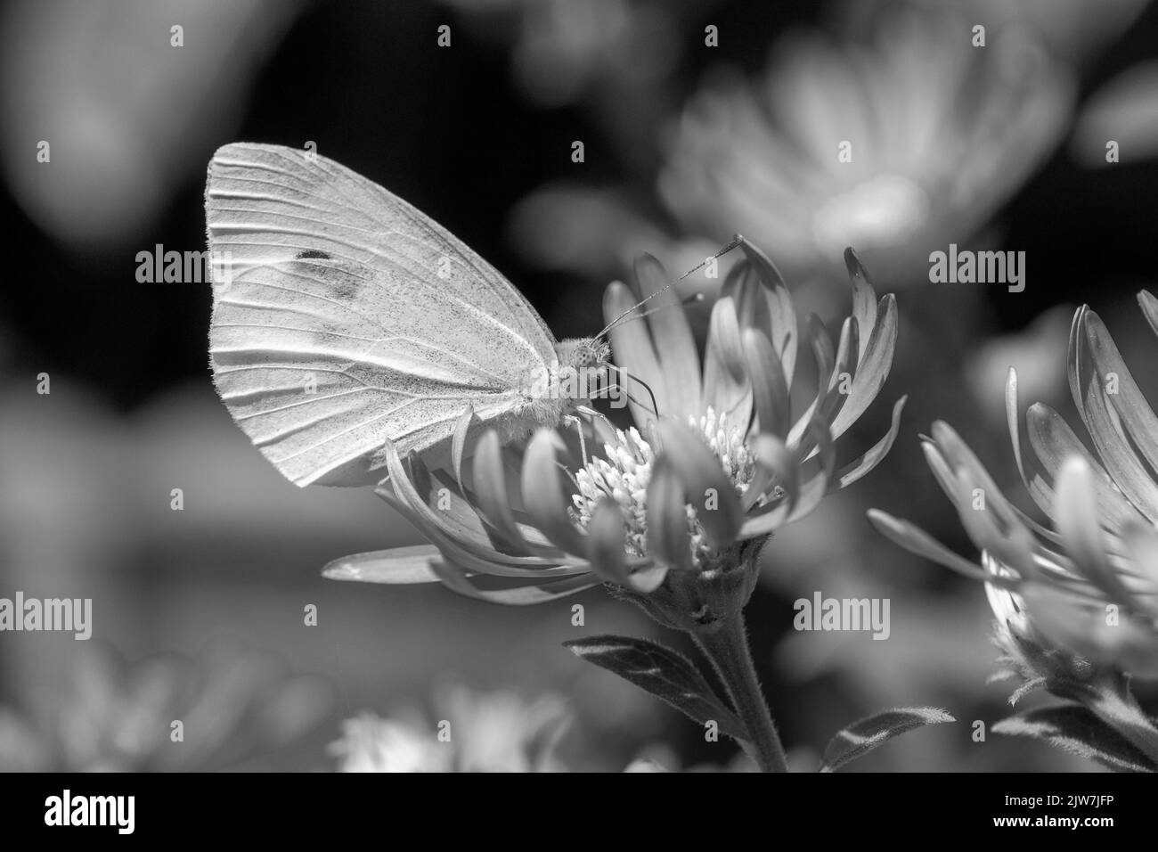 Image en noir et blanc d'un petit papillon blanc (Pieris rapae) sur Aster x frikartii 'Monch' Banque D'Images