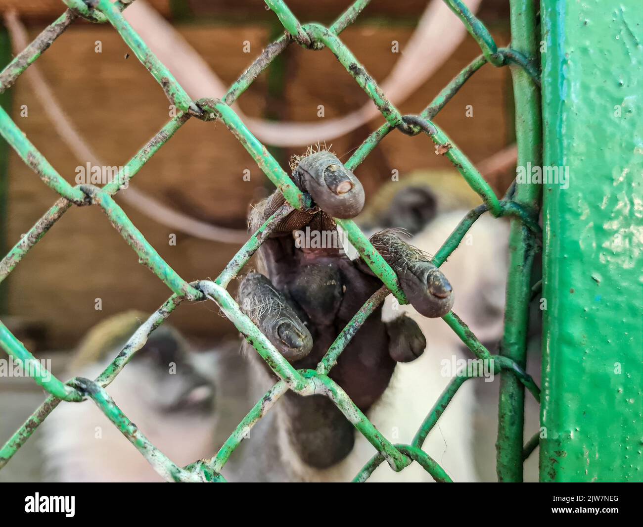 Gros plan de la main de singe dans le zoo de cage d'acier Banque D'Images