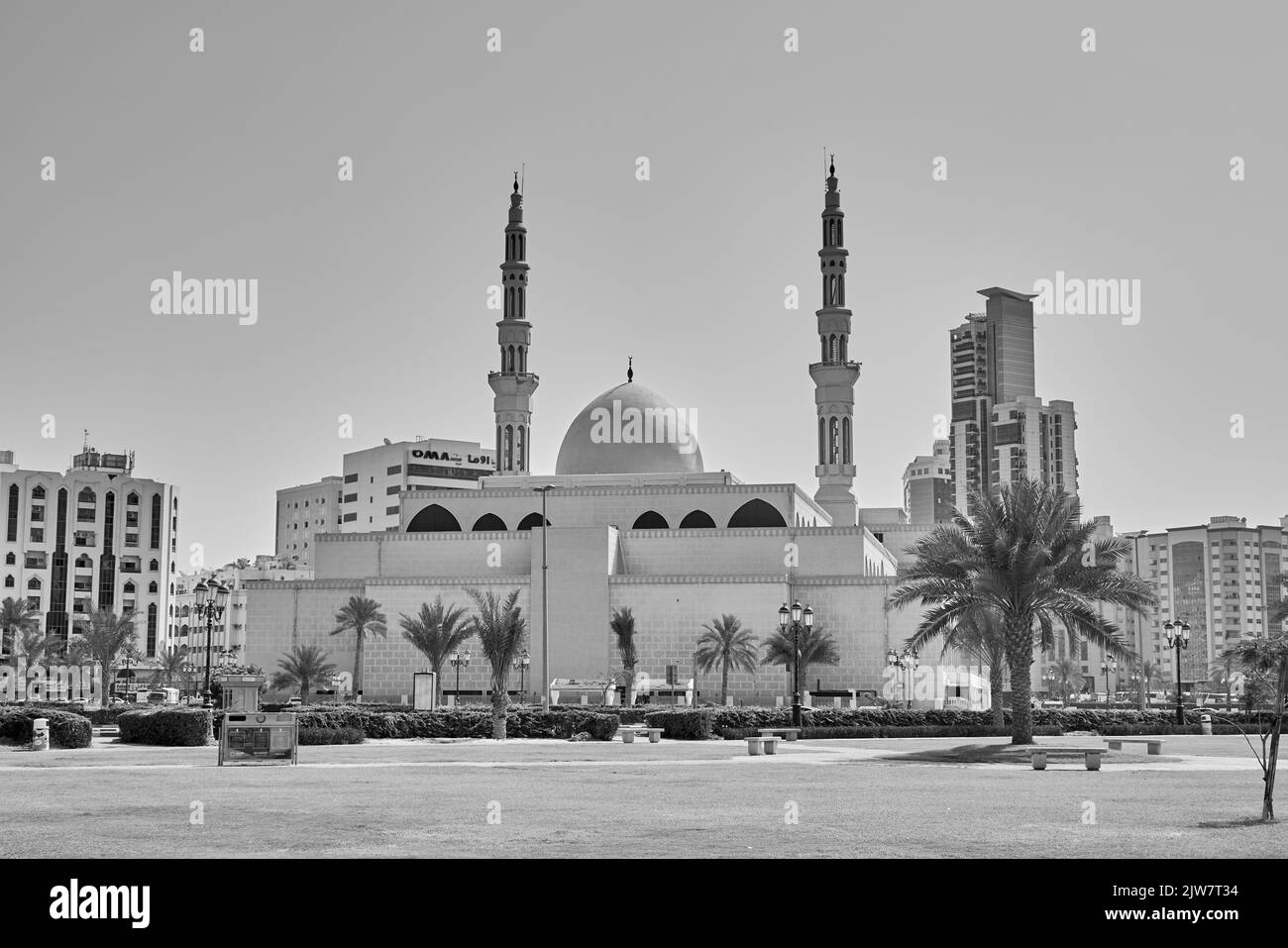 les palmiers poussent sur le front de mer à Dubaï, aux Émirats arabes Unis Banque D'Images