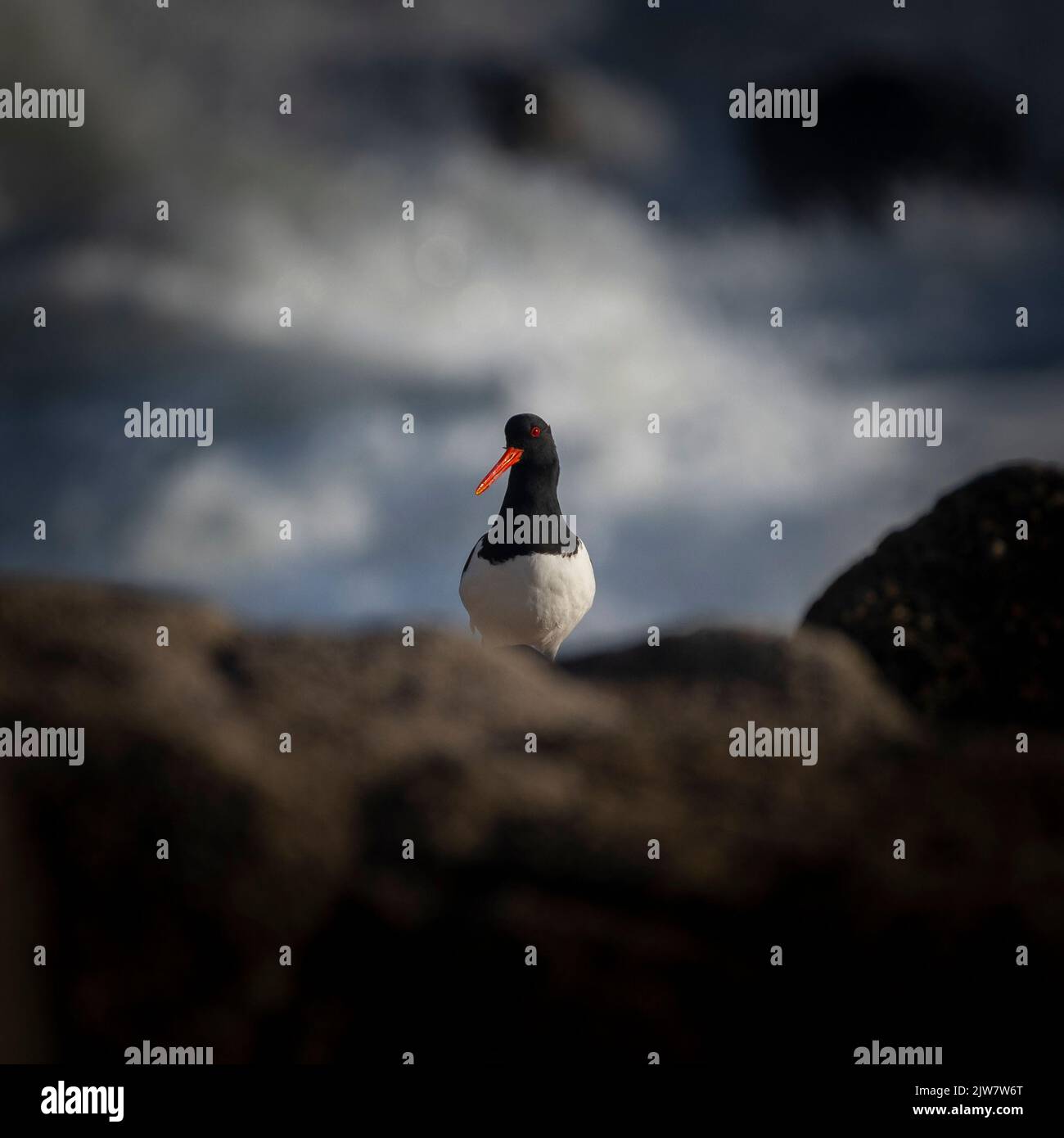 Ostréiculture attrapant des pics sur les piscines de rochers pour voir ce que j'étais à la hauteur. Banque D'Images