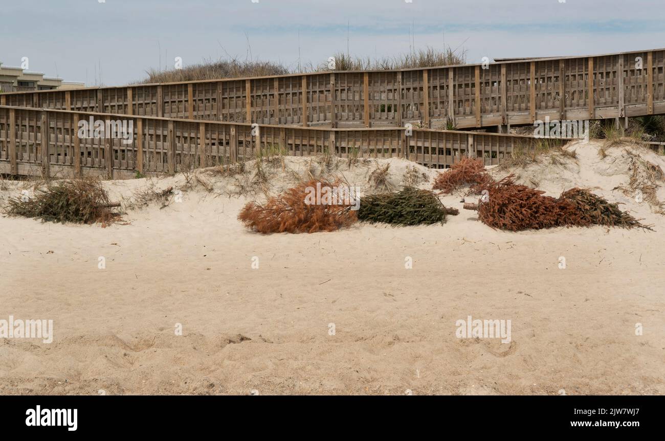 Les vieux arbres de Noël renouvelant les dunes de sable à Emerald Isle, en Caroline du Nord Banque D'Images Les vieux arbres de Noël renouvelant les dunes de sable à Emerald Isle, en Caroline du Nord Banque D'Images