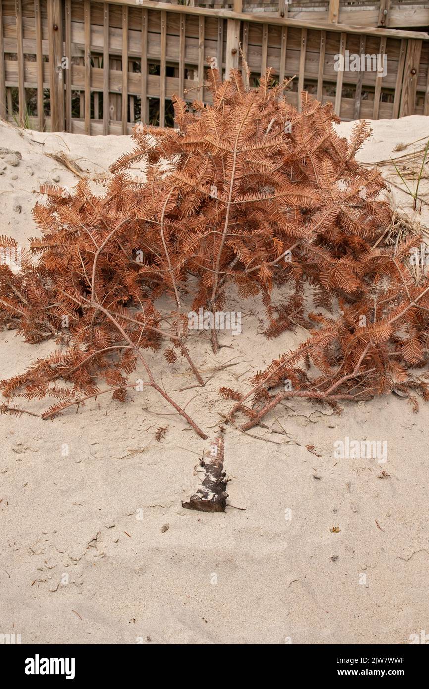Une photo verticale d'un vieux arbre de noël renouvelant les dunes de sable de l'île Emerald Banque D'Images Une photo verticale d'un vieux arbre de noël renouvelant les dunes de sable de l'île Emerald Banque D'Images