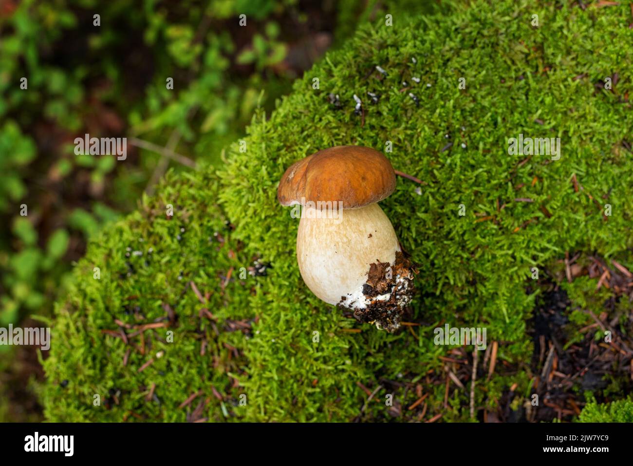 Petit champignon boletus plucké du sol et placé sur une souche de mousse Banque D'Images