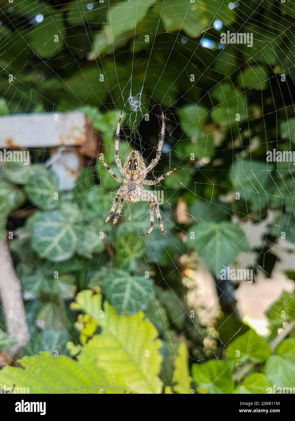 Araignée dans une toile avec feuillage vert dans le fond gros plan Banque D'Images