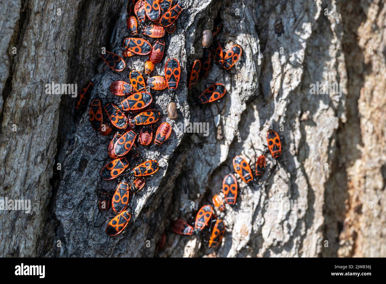 Des coléoptères du feu ou des insectes du feu se sont rassemblés sur l'écorce d'un arbre Banque D'Images