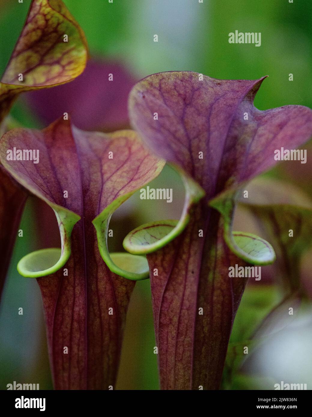 La belle et mortelle Sarracenia trompette usine de pichet. Vous ne voulez pas être un bogue autour d'une de ces plantes carnivores. Banque D'Images