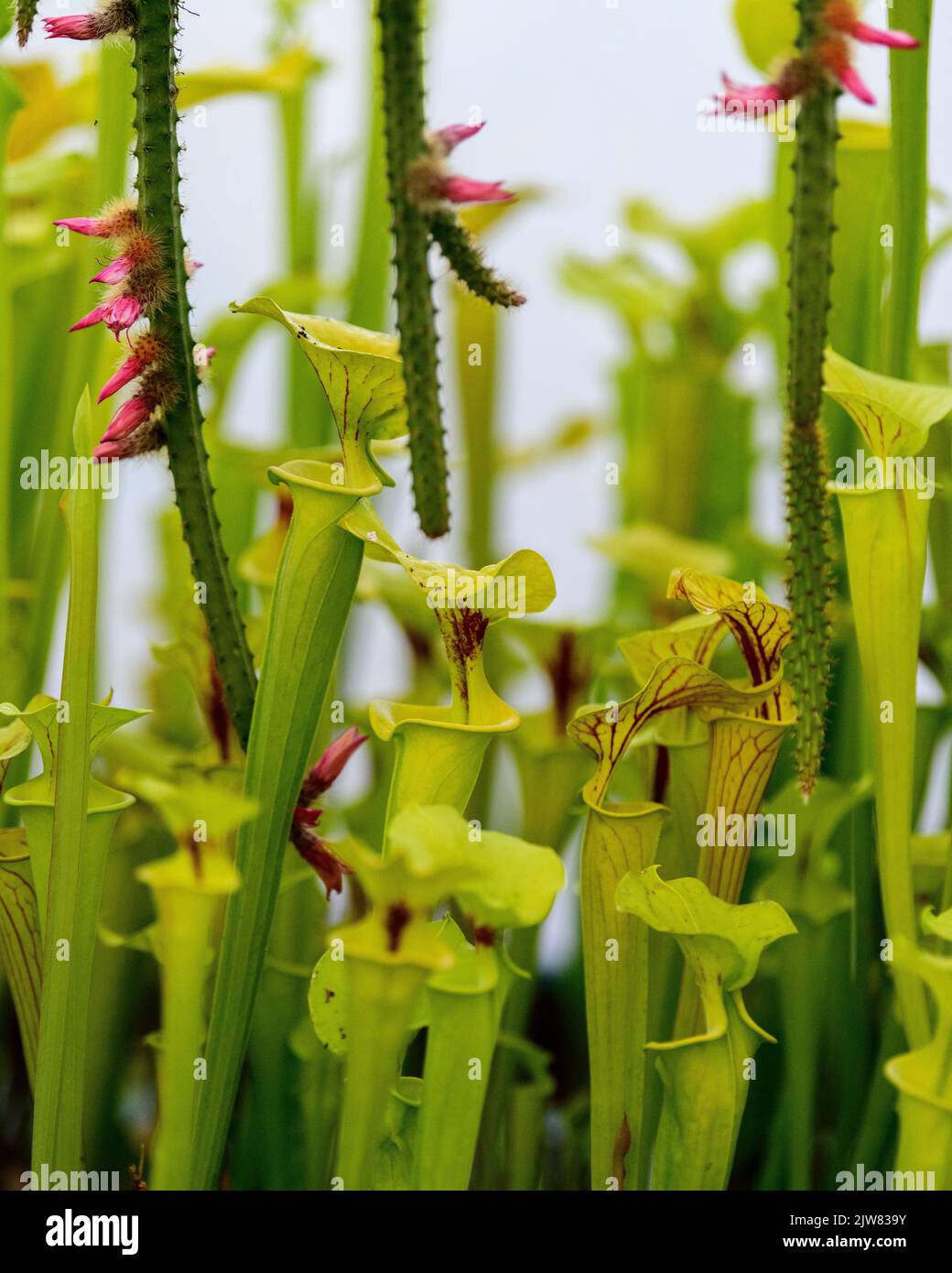 La belle et mortelle Sarracenia trompette usine de pichet. Vous ne voulez pas être un bogue autour d'une de ces plantes carnivores. Banque D'Images