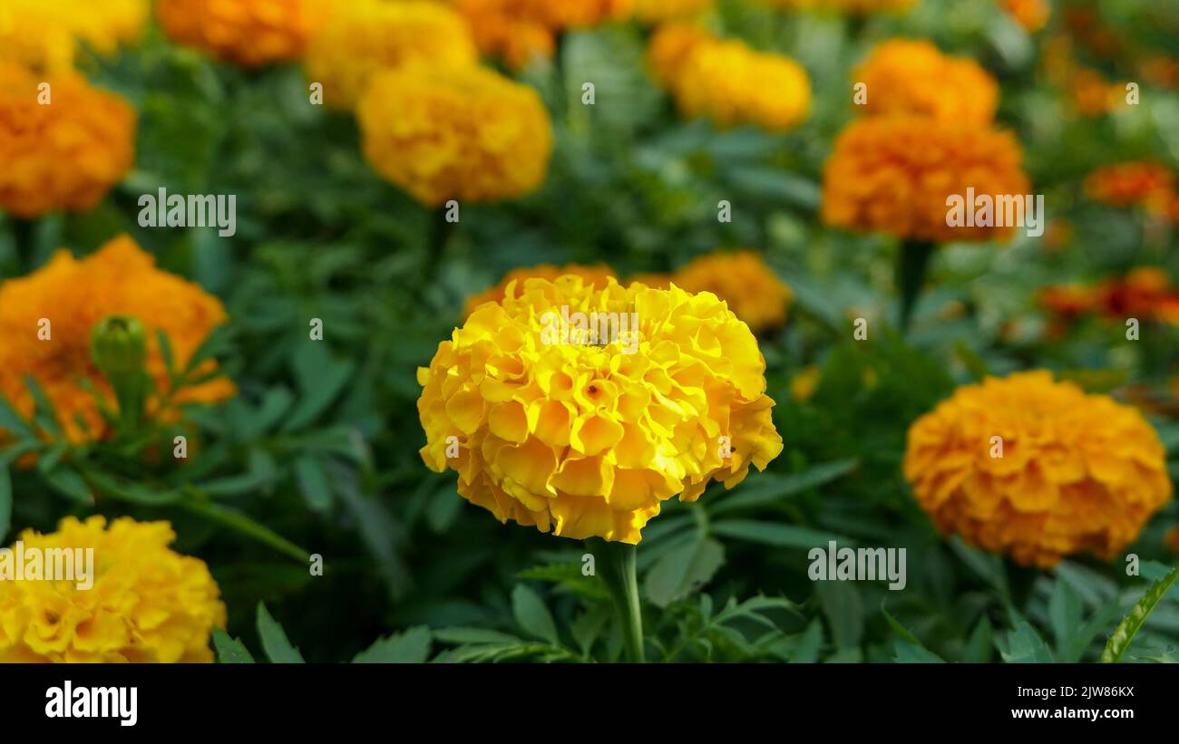 Une belle marigold fleurs en plein air Marigolds dans le jardin Banque D'Images