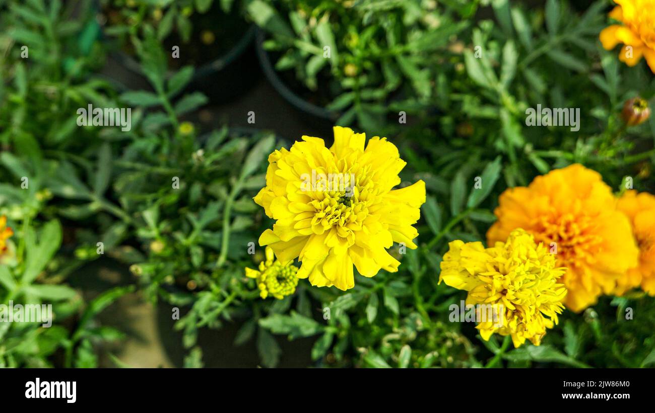 Une belle marigold fleurs en plein air Marigolds dans le jardin Banque D'Images