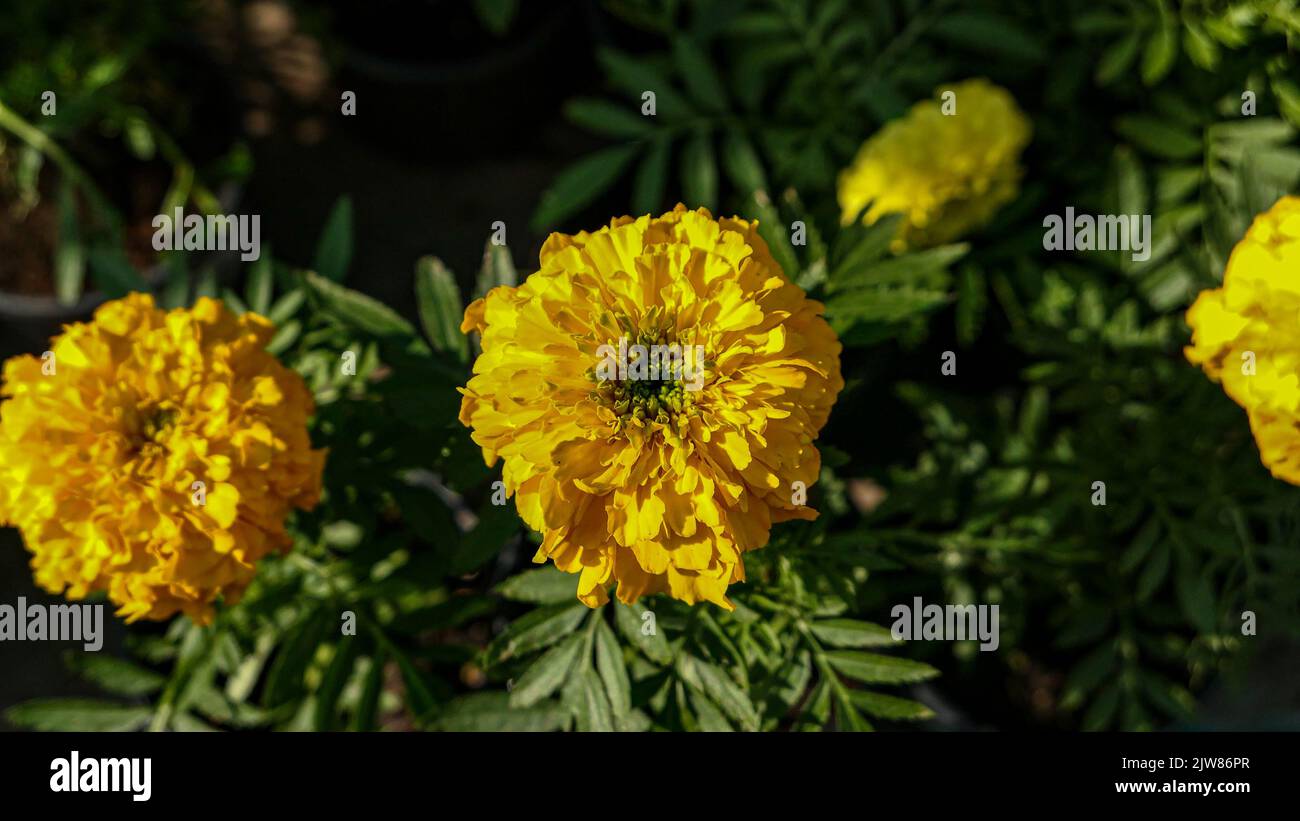 Une belle marigold fleurs en plein air Marigolds dans le jardin Banque D'Images