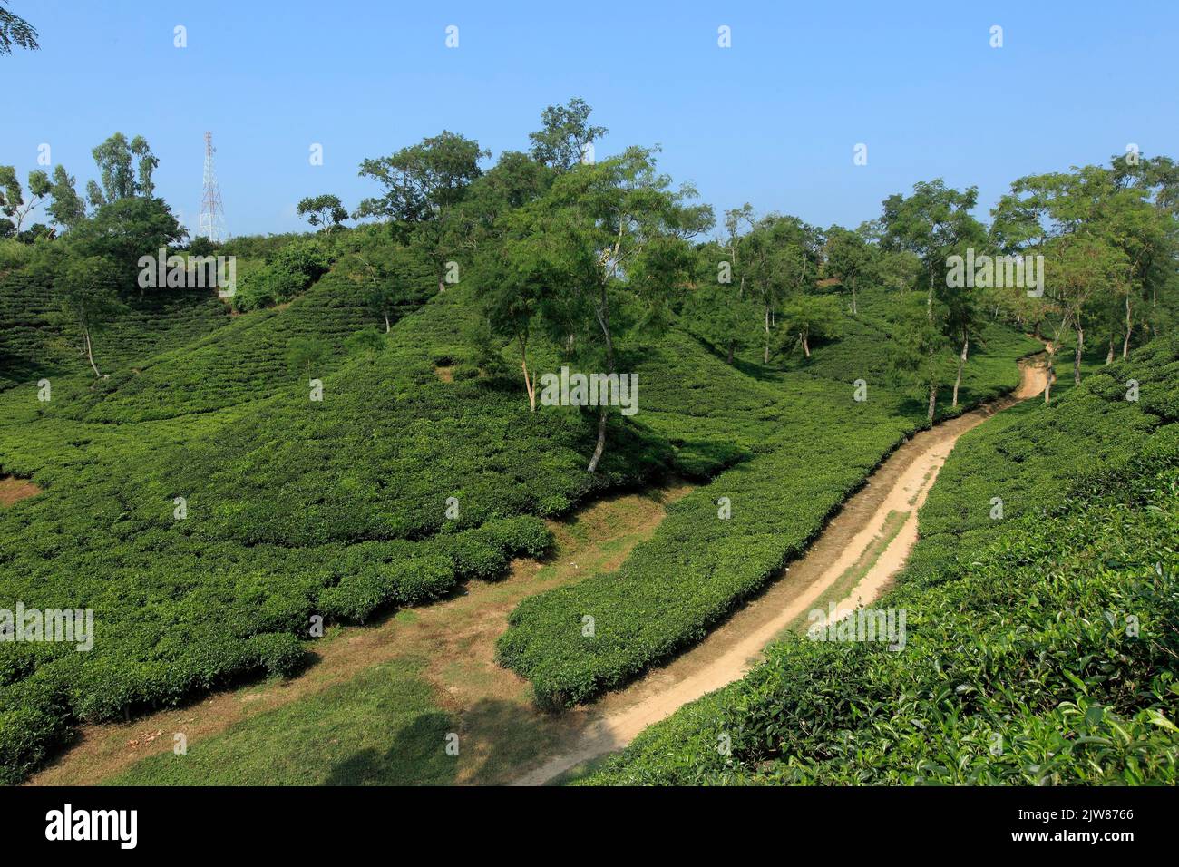Tea Estate à Sremangal, Sylhet avec une production de plus de 3% de la production mondiale de thé, le Bangladesh est le 12th plus grand pays. Banque D'Images