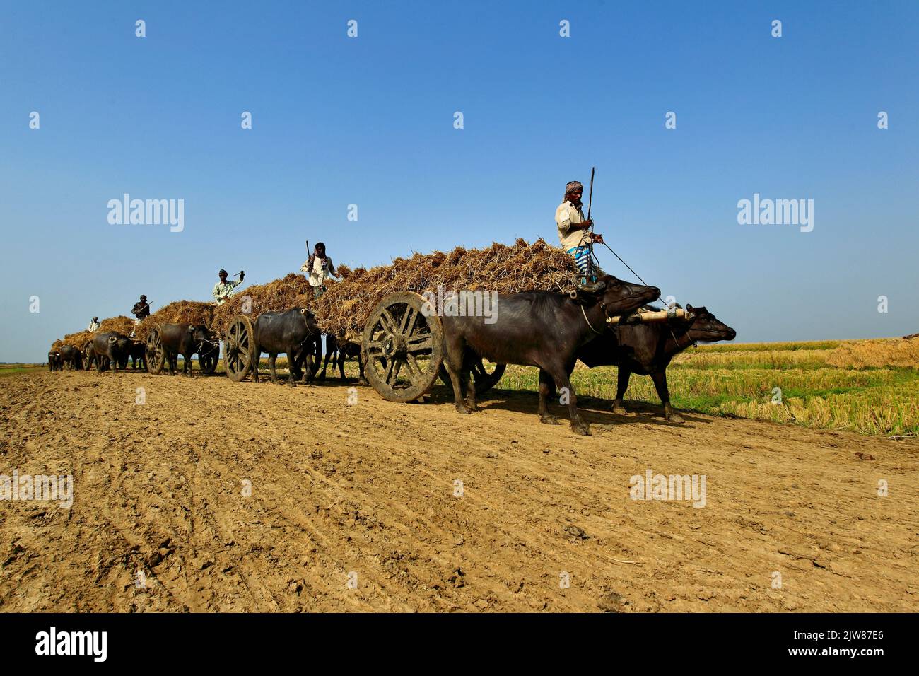 Photo de stock - Un chariot de Bullock entièrement chargé avec le Paddy récolté à Rajshahi, Bangladesh. Banque D'Images
