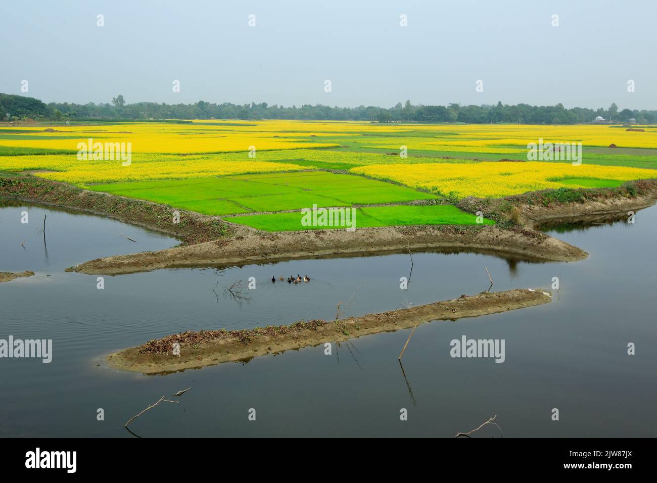Stock photo riz et Mustard Fields près de Naogaon, Bangladesh Banque D'Images