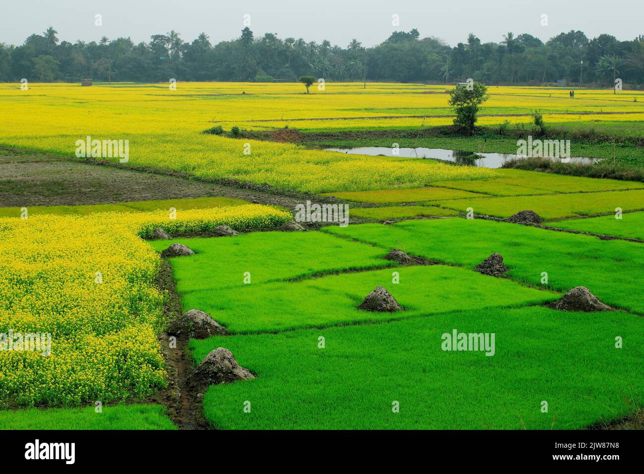 Stock photo riz et Mustard Fields près de Naogaon, Bangladesh Banque D'Images