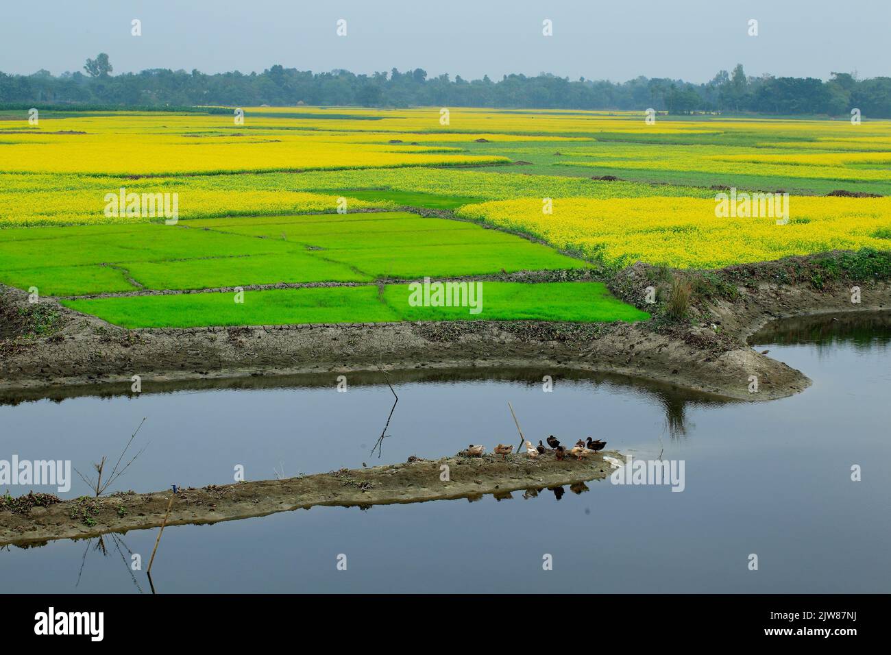 Stock photo riz et Mustard Fields près de Naogaon, Bangladesh Banque D'Images