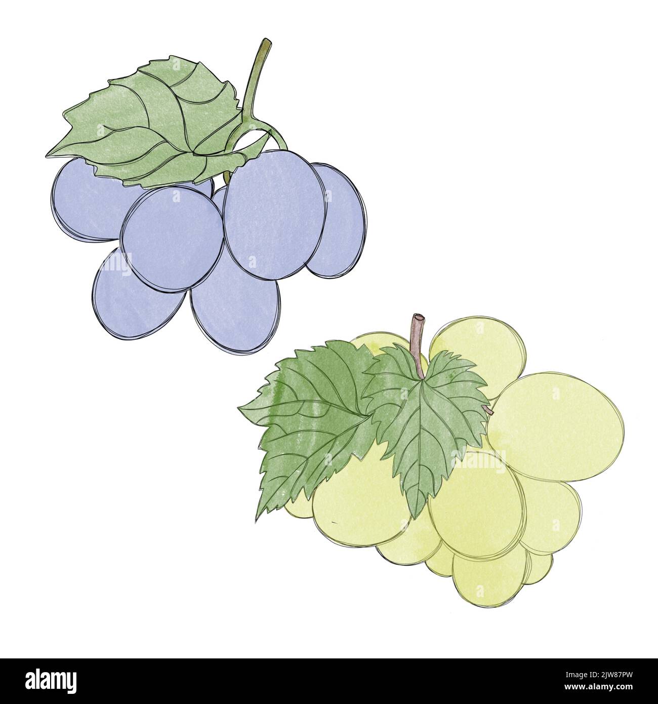 Branches de raisin mûr vert et bleu - aquarelle dessin à main levée. Bouquet de raisins doux Banque D'Images