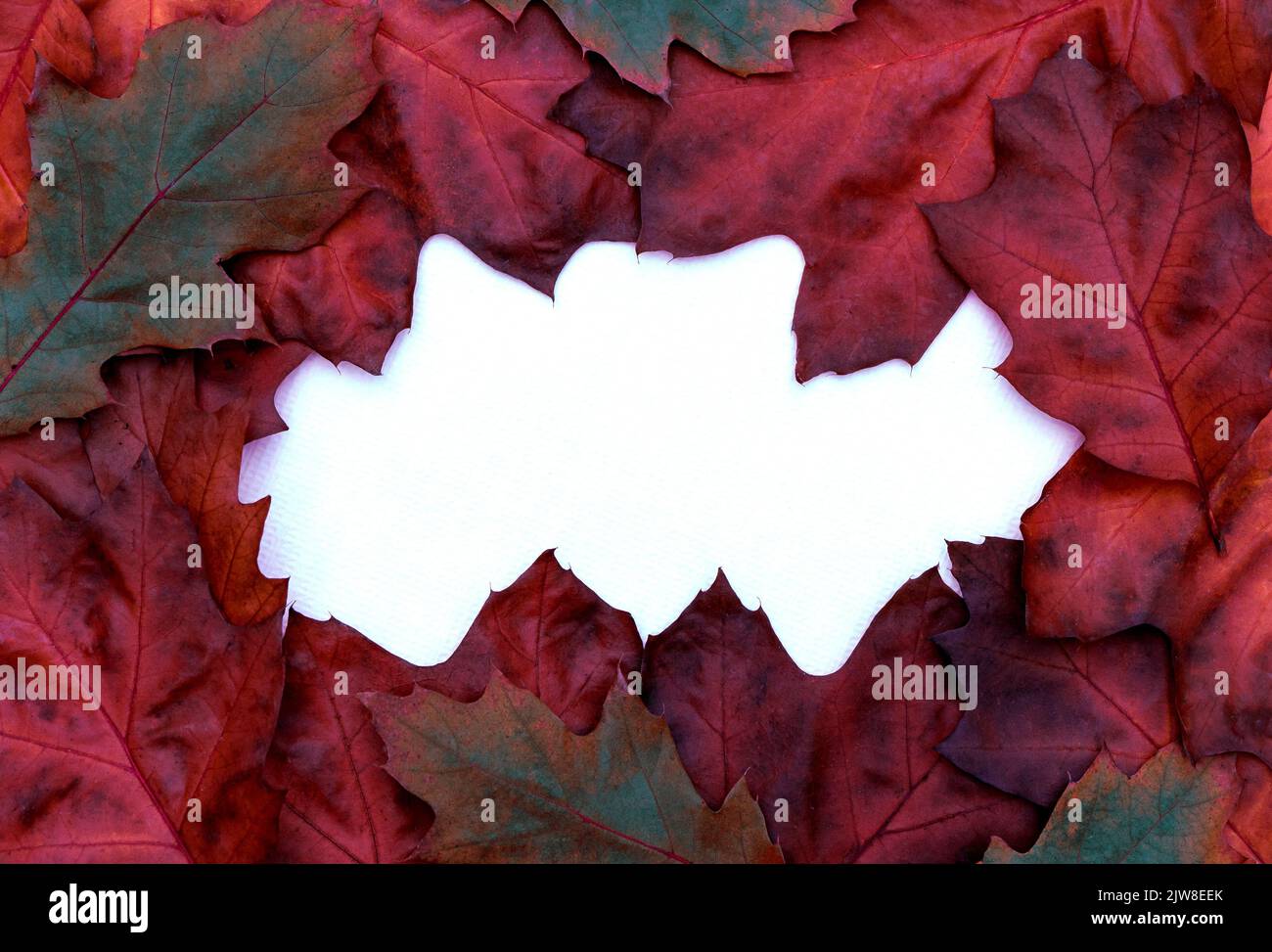 Composition de feuilles de chêne sec multicolores sur fond blanc. Banque D'Images