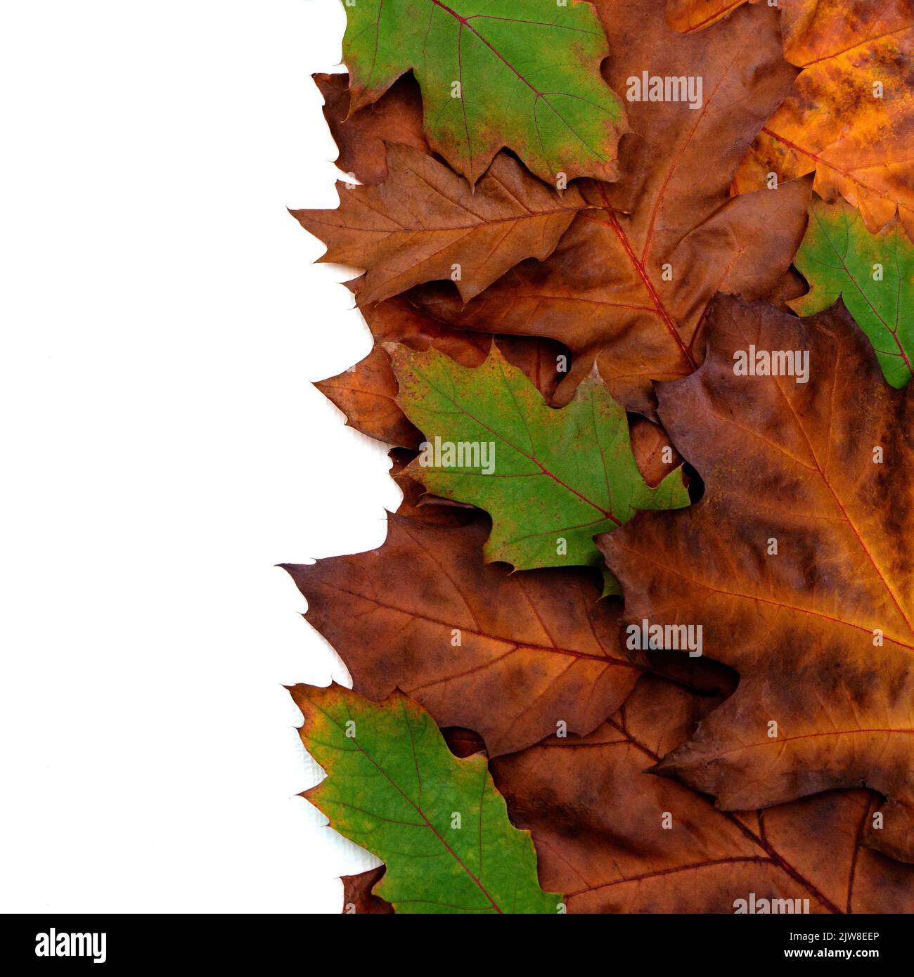 Composition de feuilles de chêne sec multicolores sur fond blanc. Banque D'Images