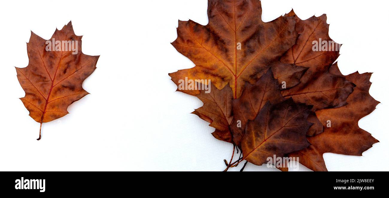Composition de feuilles de chêne sec multicolores sur fond blanc. Banque D'Images