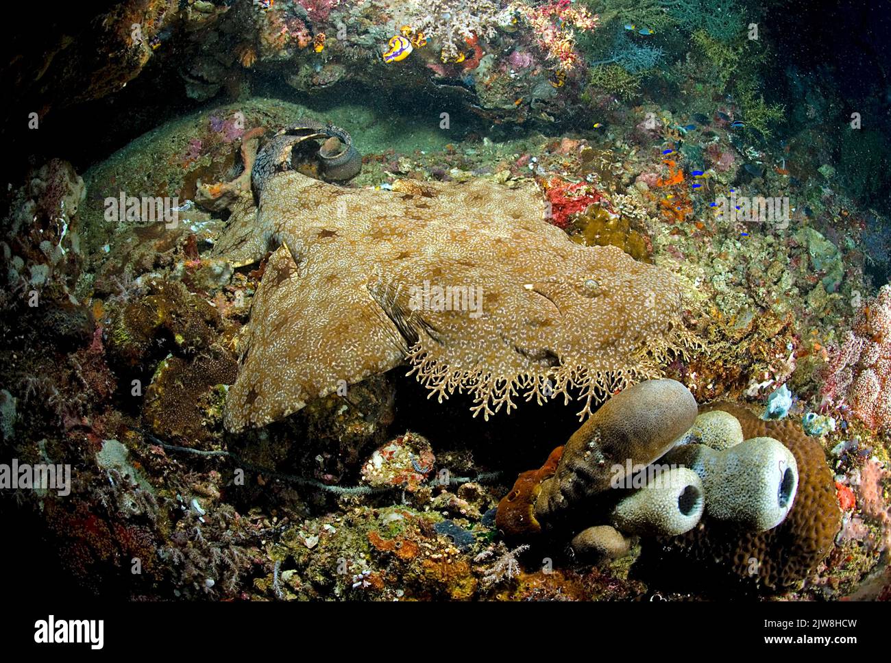 Wobbegong tasselé (Eucrossorhinchus dasypogon), Raja Ampat, Indonésie, Océan Pacifique Banque D'Images