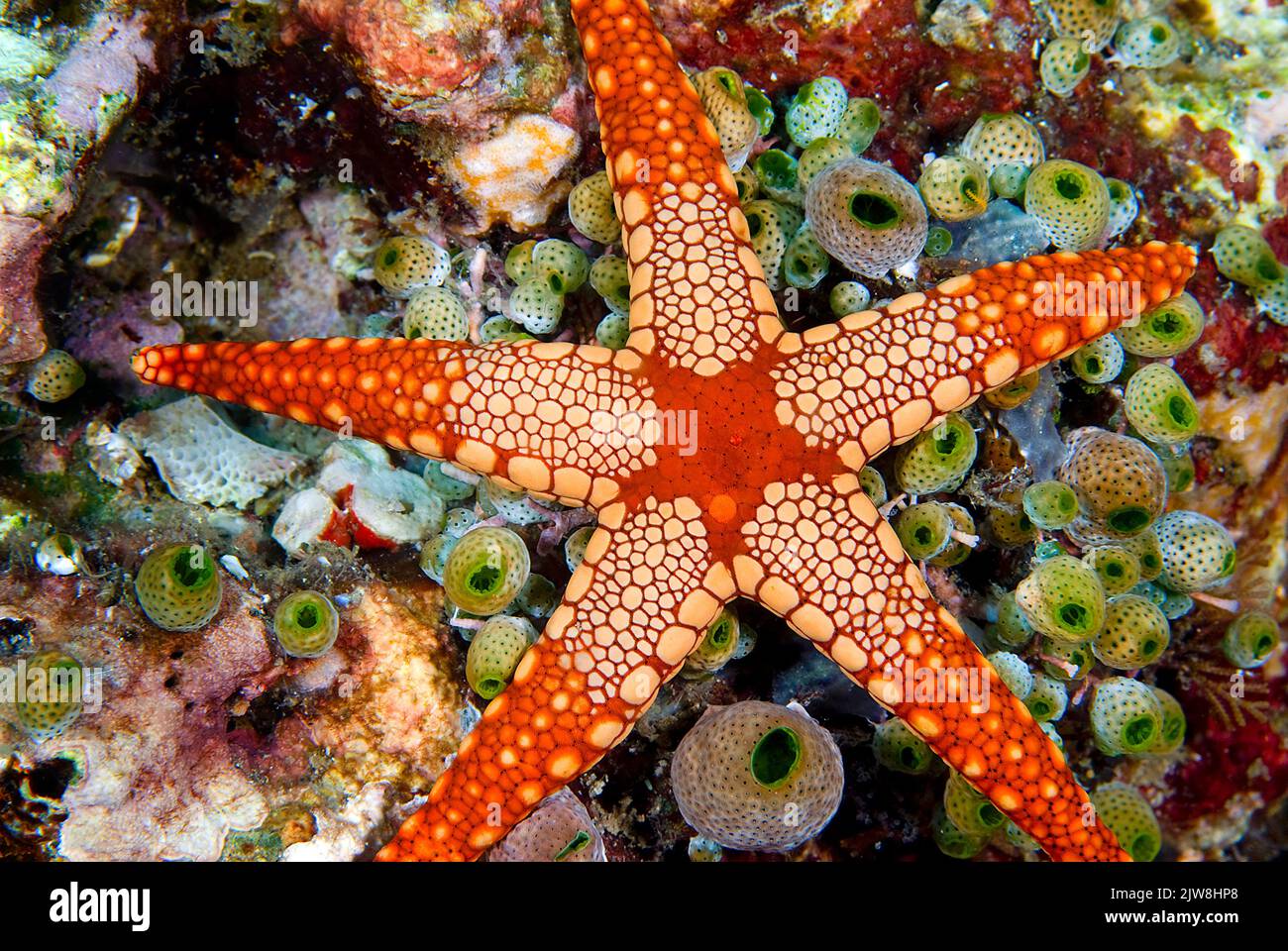 Necklase Sea Star (Fromia monilis) et Green Urn Sea Jupes ou Green Barrel Sea Jupes (Didemnum molle), Maldives, Océan Indien, Asie Banque D'Images