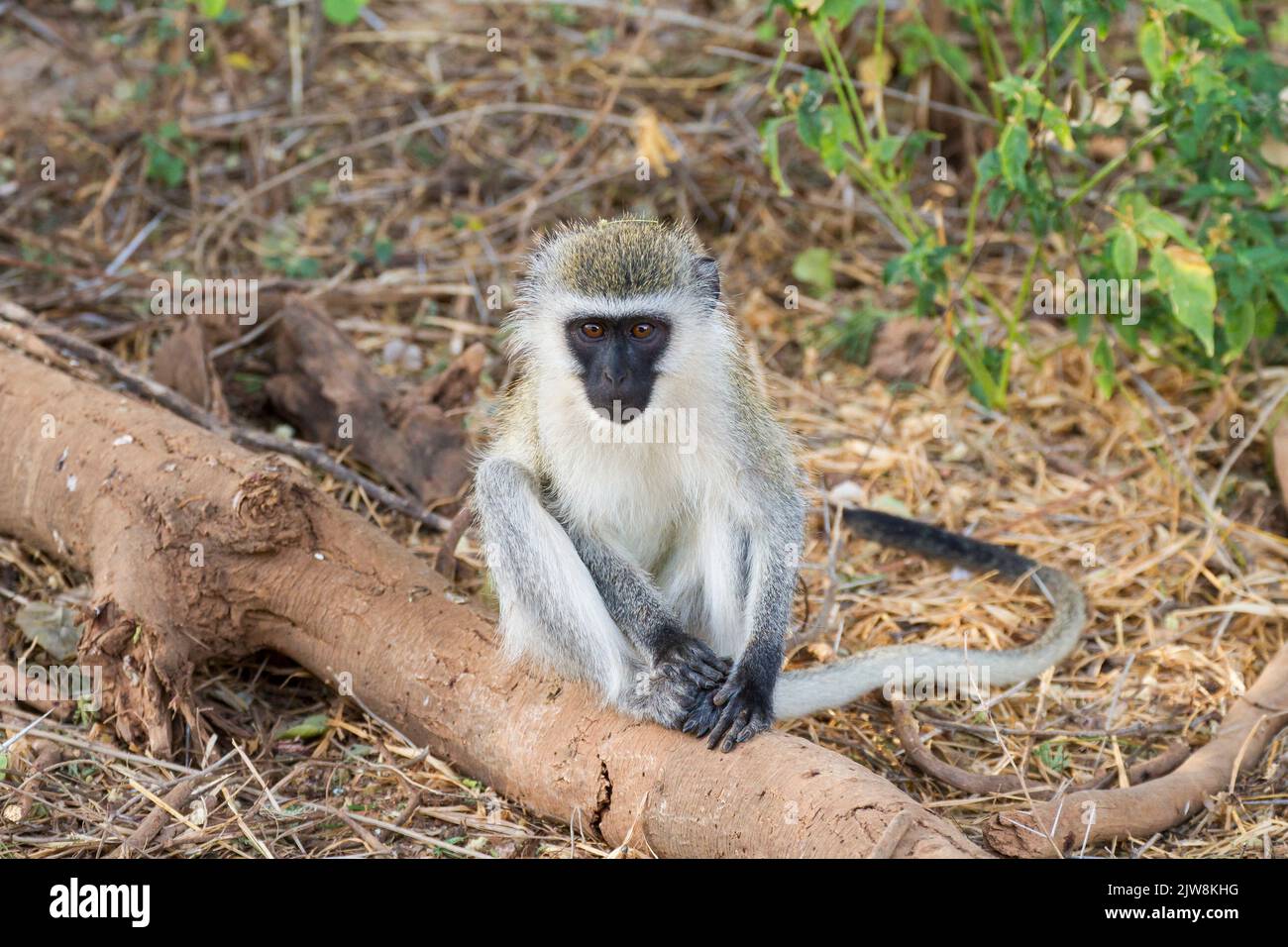 Singe vervet (Cercopithecus pygerythrus) Banque D'Images