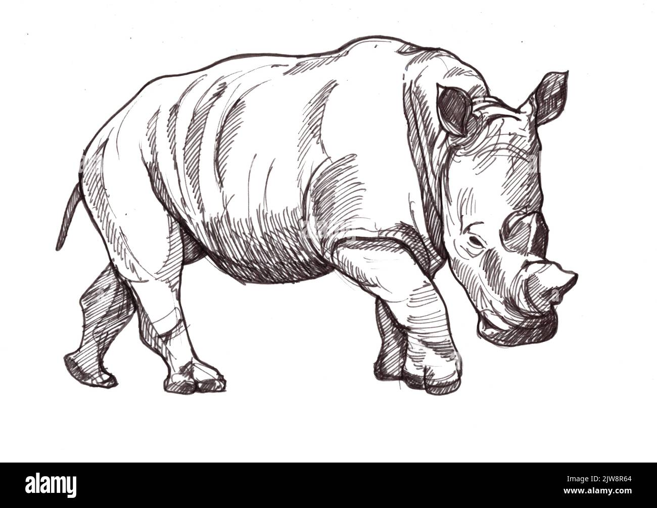 Illustration en noir et blanc d'un rhinocéros sur fond blanc. Banque D'Images