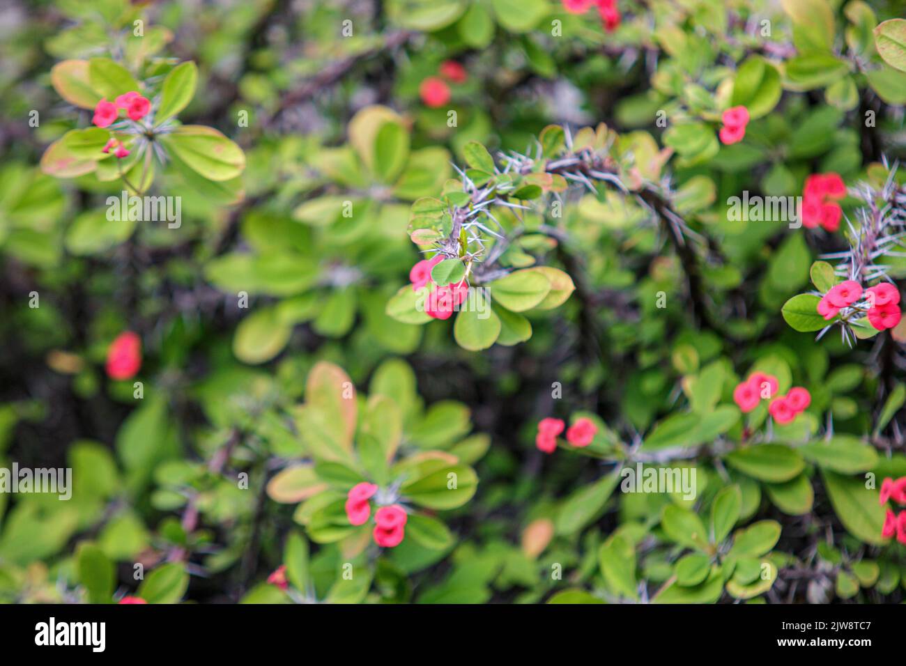 Plante connue comme la couronne du Christ dans un jardin à Rio de Janeiro. Banque D'Images