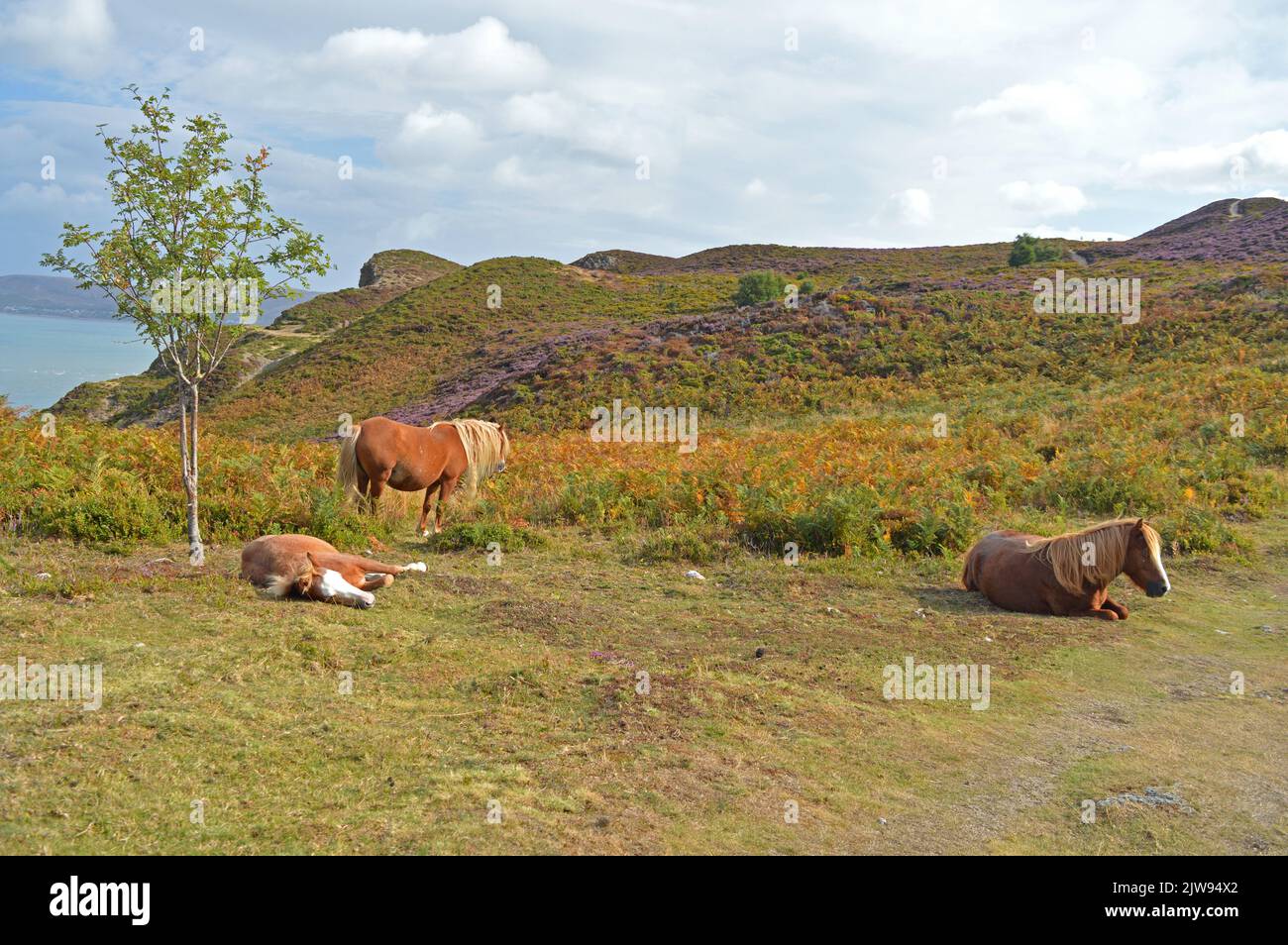 Poneys de Carneddau sur la montagne Conwy Banque D'Images