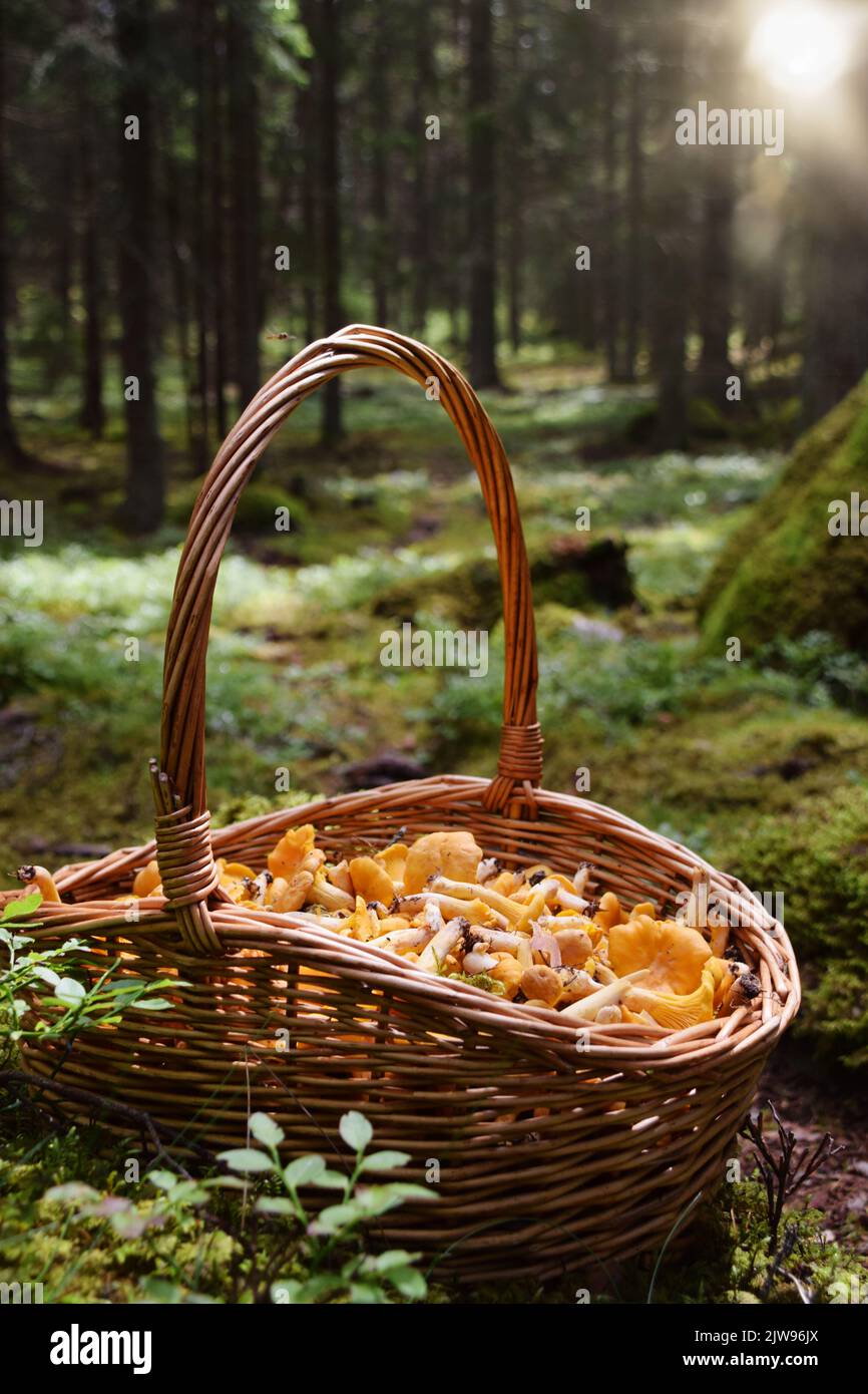 Panier avec chanterelle dorée. Concept de cueillir des champignons à l'extérieur dans la forêt le beau jour d'automne en Suède. Banque D'Images