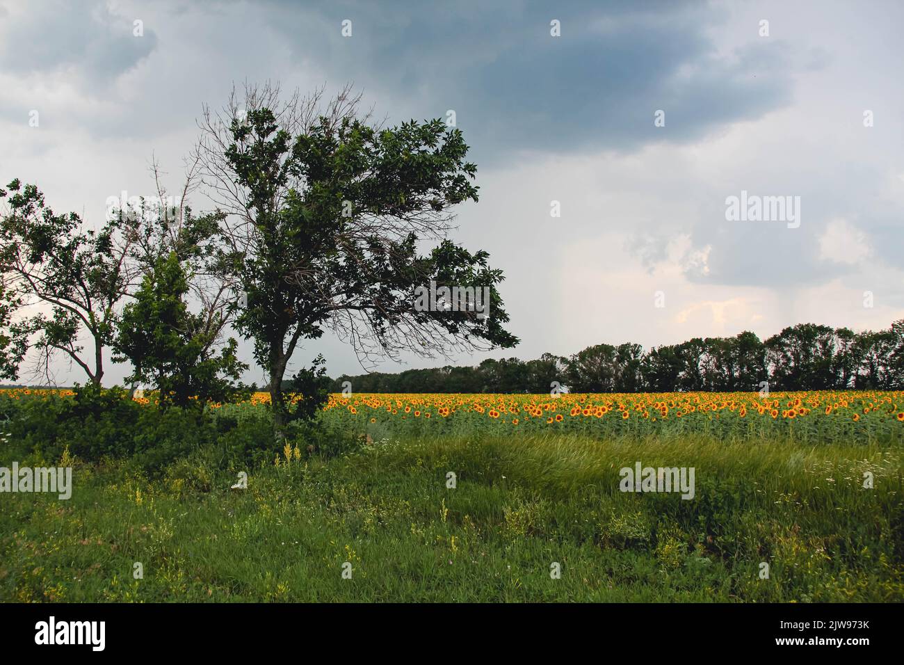 Champ de tournesol. Beaucoup de tournesol jaune sous un grand arbre sur fond de forêt verte, de haute herbe et de ciel bleu. Agriculture à la campagne Banque D'Images