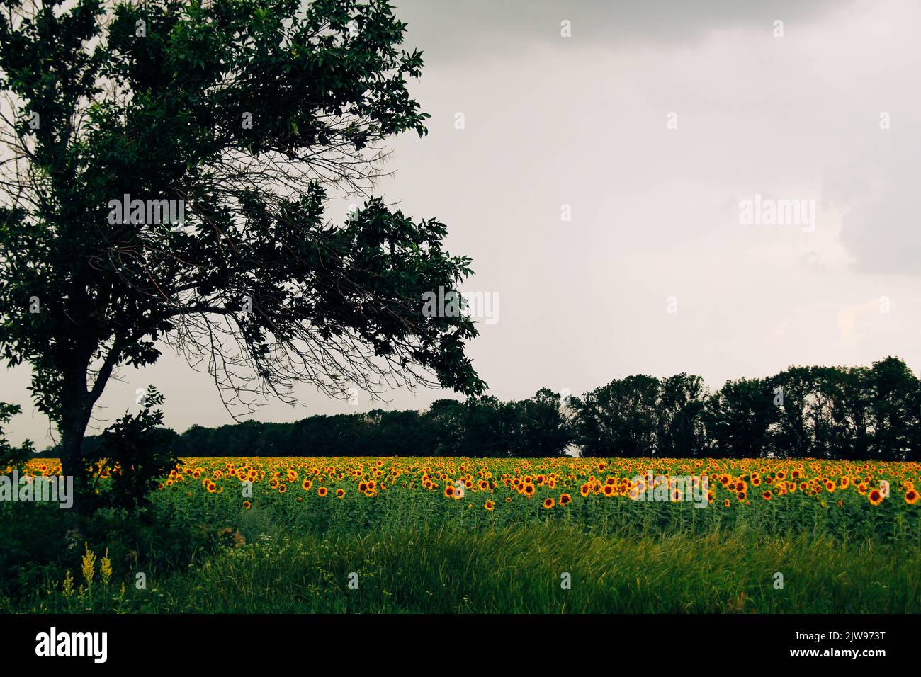Champ de tournesol. Beaucoup de tournesol jaune sous un grand arbre sur fond de forêt verte, de haute herbe et de ciel bleu. Magnifique paysage naturel. S Banque D'Images