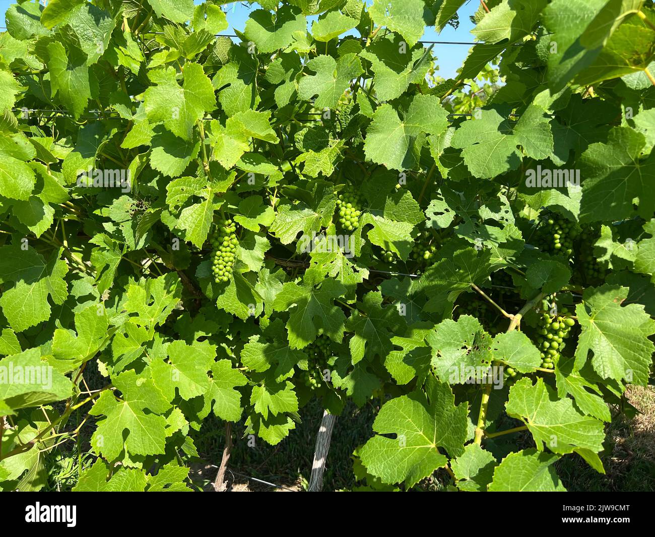 Mûrissement des raisins sur la vigne, le vignoble, la péninsule de Leelanau, le Michigan inférieur, été, USA, par Dembinsky photo Assoc Banque D'Images